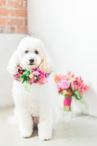 A white poodle puppy with a floral necklace